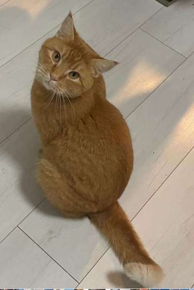 Giftköder-Giftköder - Toter Kater-Bild