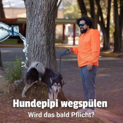 🌳 Hundepipi wegspülen – sinnvolle Idee oder übertriebener Aufwand?-Beitrag-Bild