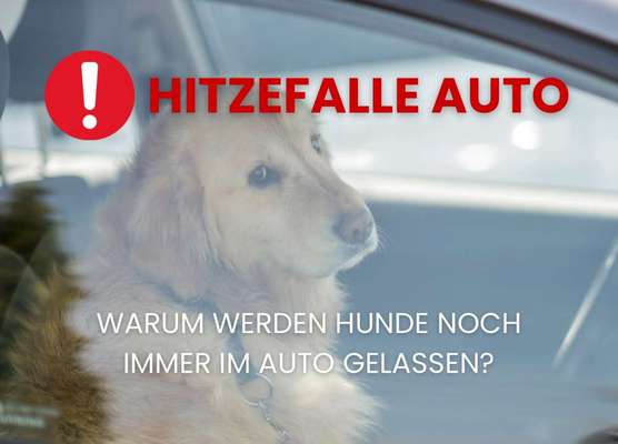 Hunde im Auto bei hohen Außentemperaturen-Beitrag-Bild