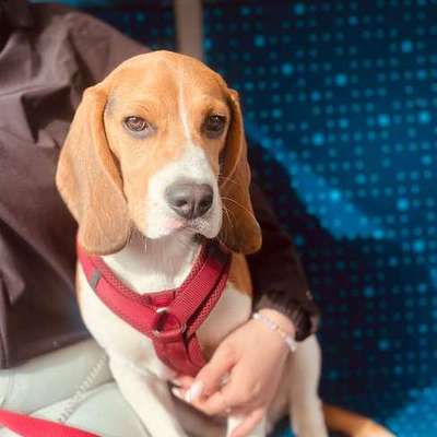 Suchmeldung-Bob-Bild