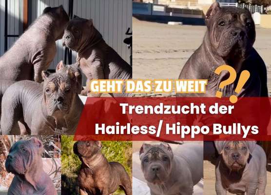 Das geht doch zu weit, oder?! 😱 HAIRLESS / HIPPO BULLYS-Beitrag-Bild
