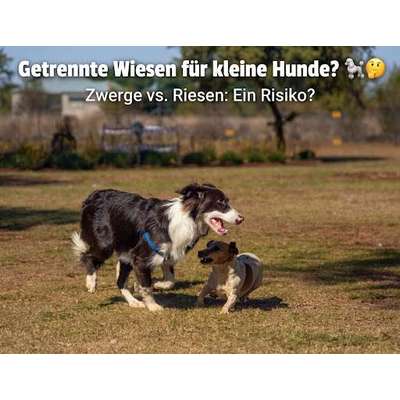 Brauchen wir getrennte Auslaufflächen für kleine Hunde? 🐶-Beitrag-Bild