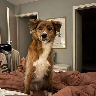 Suchmeldung-Sammy-Bild