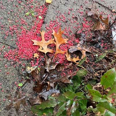 Giftköder-Rote Körner / Splitt / Granulat ! ? Rattengift ?-Bild