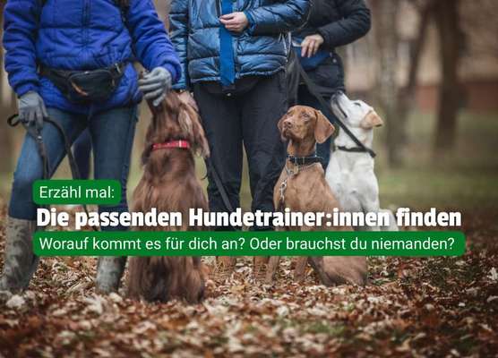 🧨 „Hundetrainer? Brauch ich nicht!“ – Hä?! Oder DOCH?! 🐾-Beitrag-Bild