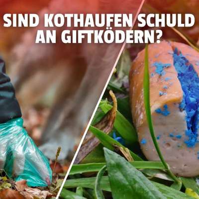 Hundekot nicht aufsammeln - Tragen diese Hundehalter Mitschuld an Giftködern?-Beitrag-Bild