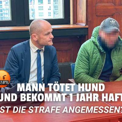Mann ersticht Hund mit 15 Messerstichen 🤬 Seine Strafe: Ein Jahr Gefängnis. Ist das angemessen?-Beitrag-Bild