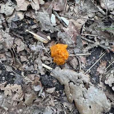 Giftköder-Giftköder-Bild