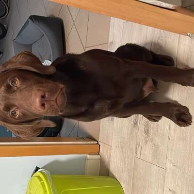 Suchmeldung-Dude-Bild