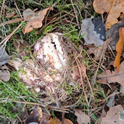 Giftköder-Giftköder-Bild