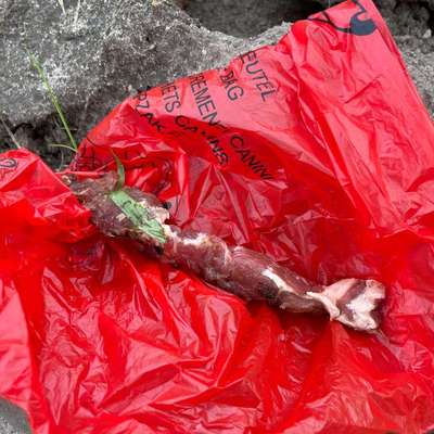 Giftköder-Fleisch mit Rattengift-Bild