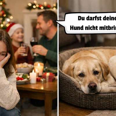 ⁉️🎄 Hund an Weihnachten nicht erwünscht?!-Beitrag-Bild