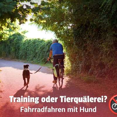 Ist es okay, den Hund neben dem (E-)Bike laufen zu lassen – oder ist das Tierquälerei? 🤔-Beitrag-Bild
