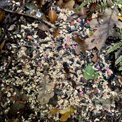 Giftköder-Giftklder im Stenumer Holz-Bild