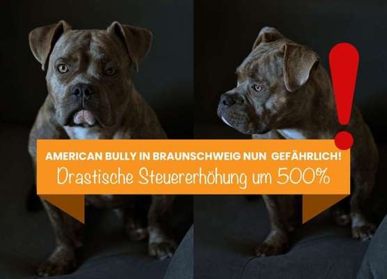 American Bully – Neue Einstufung als gefährlicher Hund in Braunschweig-Beitrag-Bild