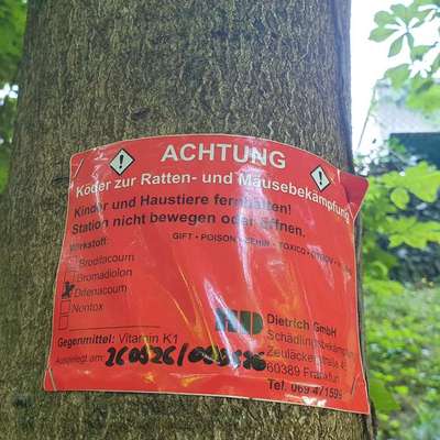 Giftköder-Rattengift-Bild