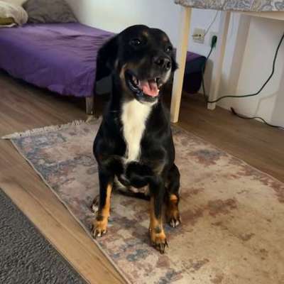 Suchmeldung-Akira-Bild