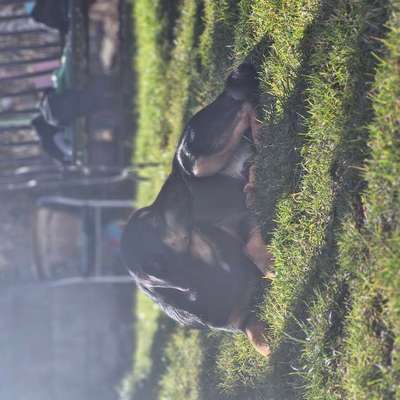 Suchmeldung-Aiko-Bild