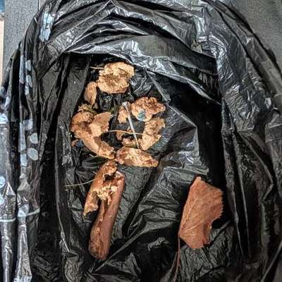 Giftköder-Giftköder mit Nägel und Blaukorn-Bild