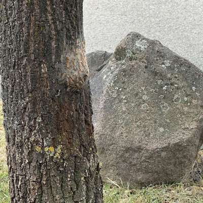 Giftköder-Eichen-Prozessionsspinner-Bild