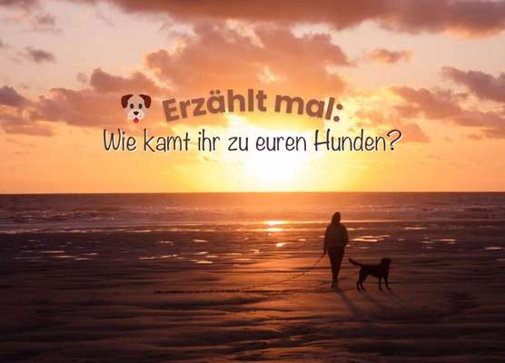 Wie kamst du zu deinem Hund?-Beitrag-Bild