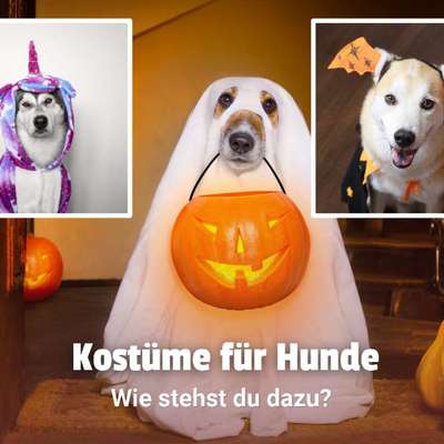 🎃🐶 Hund im Halloween-Kostüm – süß oder Stress pur?-Beitrag-Bild