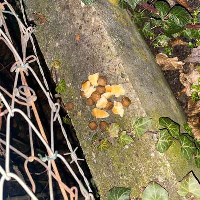 Giftköder-Giftköder (Hundefutter, Hühnchen, Brötchen)-Bild