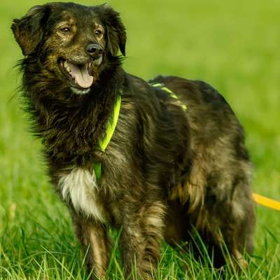 Suchmeldung-Jascha-Bild