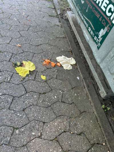 Giftköder-Fleisch mit Glassplitter versehen auf Gehweg am Krankenhauspark Hofheim an den Glascontainern-Bild