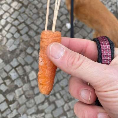 Giftköder-Möhre gespickt mit Zahnstochern entdeckt-Bild