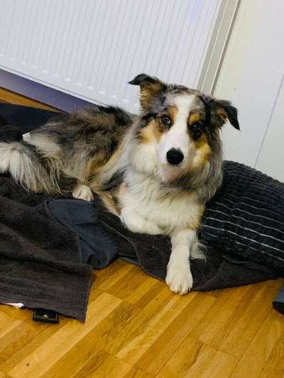 Suchmeldung-Merlin-Bild