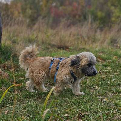 Suchmeldung-Nelly-Bild