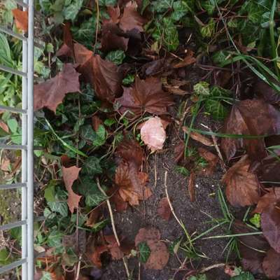 Giftköder-Verdacht auf Giftköder-Bild