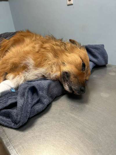 Giftköder-Toter Hund Rattengift-Bild