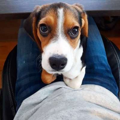 Puppy pictures-post-image