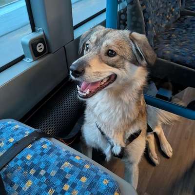 Suchmeldung-Lupi-Bild