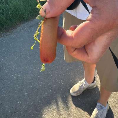 Giftköder-Würstchen mit Giftköder gefunden-Bild