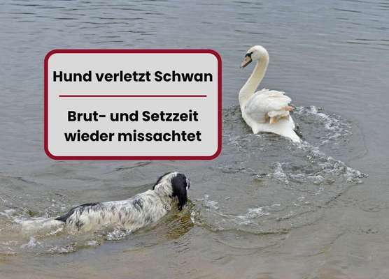 Schwan von einem nicht angeleinten Hund verletzt - welche Maßnahmen sollten ergriffen werden?-Beitrag-Bild