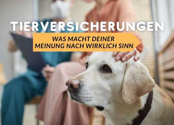 Versicherungen für Hunde – Eure Erfahrungen und Meinungen!-Beitrag-Bild