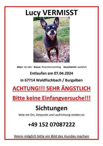 Suchmeldung-Lucy-Bild