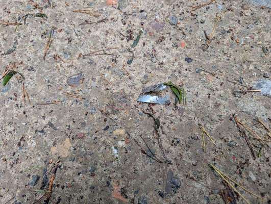 Giftköder-Rasierklingen-Bild