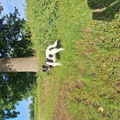 Suchmeldung-Pepe-Bild