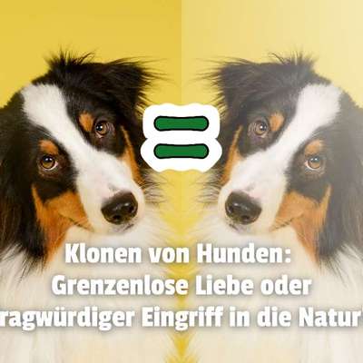 Superreiche lassen ihre Hunde klonen - Wie weit soll das noch gehen? 🤯-Beitrag-Bild