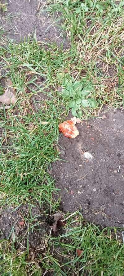 Giftköder-Giftköder-Bild