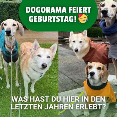 🐶 Dein verrücktestes Erlebnis in 7 Jahren Dogorama? Erzähl's uns!-Beitrag-Bild