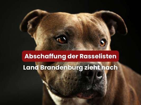 Abschaffung der Rasselisten in Brandenburg-Beitrag-Bild