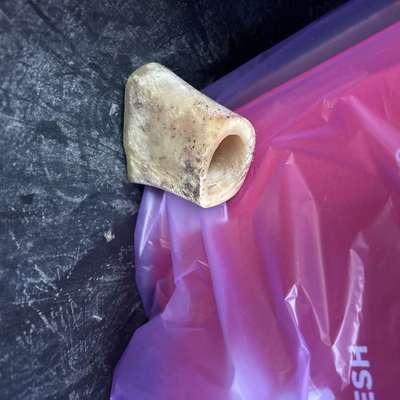 Giftköder-Markknochen mit Rasierklinge-Bild
