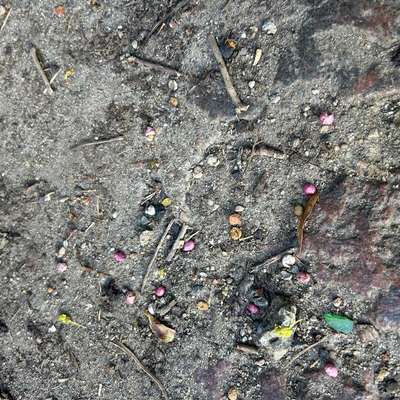 Giftköder-Mögliche Giftköder auf der Trappe am Kalkberg-Bild