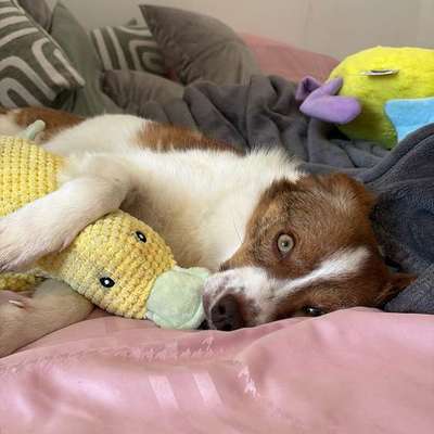 Suchmeldung-Winnie-Bild