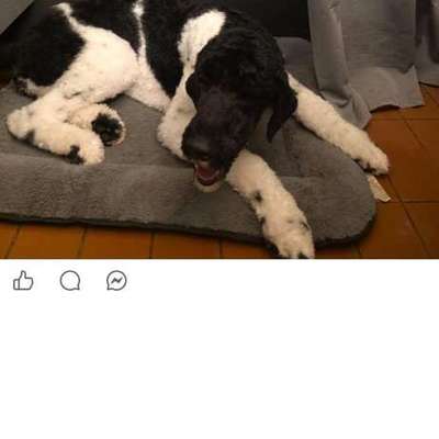 Suchmeldung-Püppi-Bild